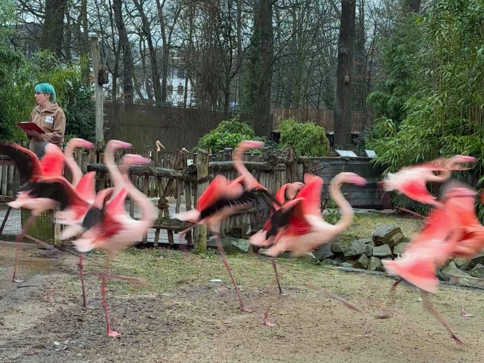 Das Tierpflege-Team zählt 90 Flamingos bei der Inventur.