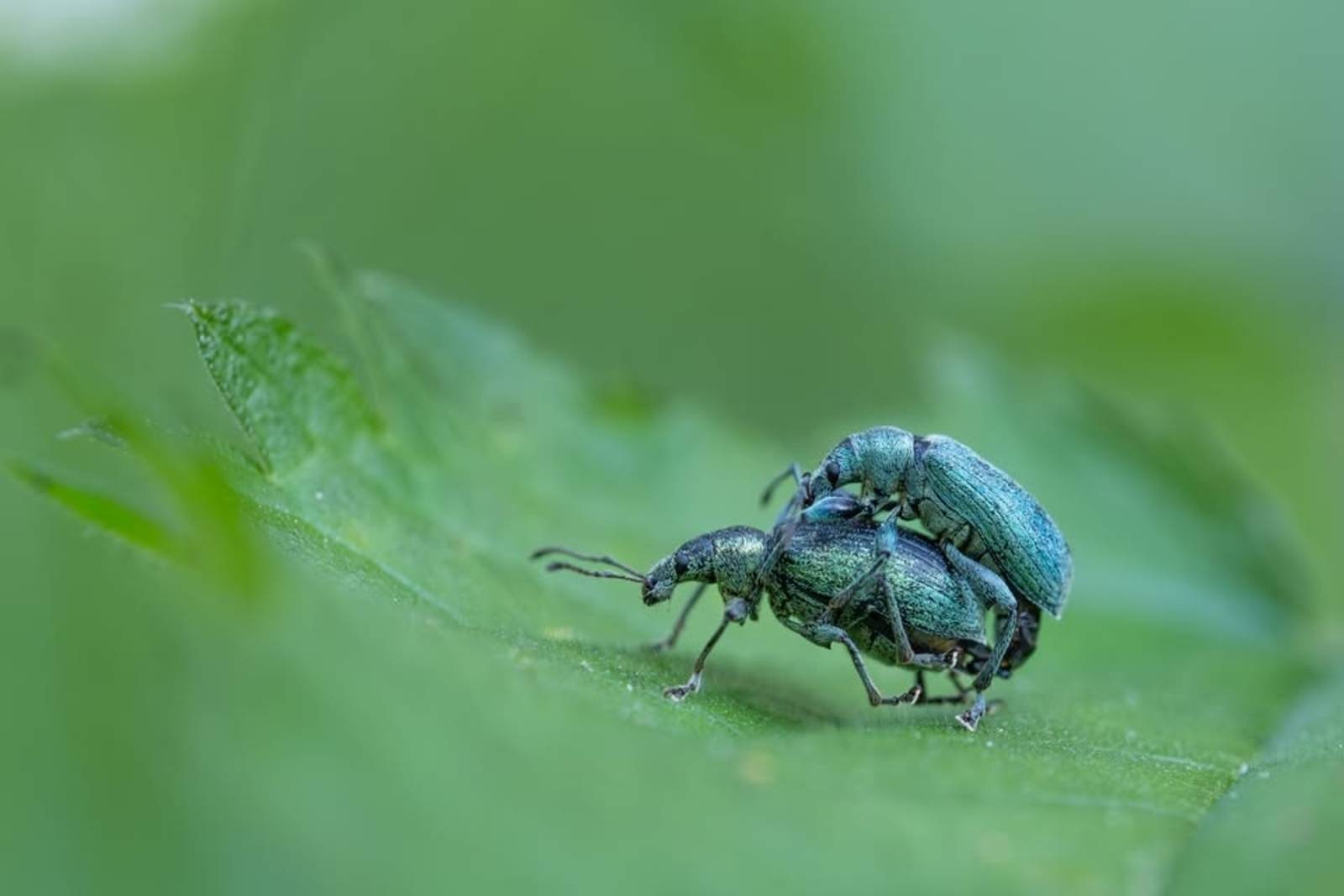 Zu sehen ist eine Naturfotografie: Vor einem unscharfen, grünen Hintergrund sieht man einen Käfer, der bäuchlings auf dem Rücken eines anderen liegt.