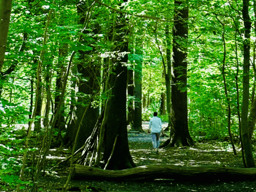 Frau geht alleine im Wald spazieren.