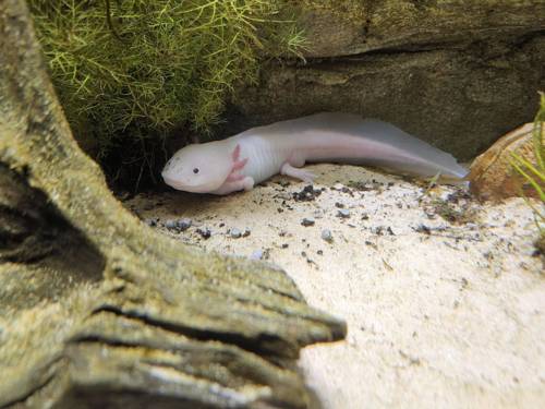 Ein Axolotl in seinem Terrarium.