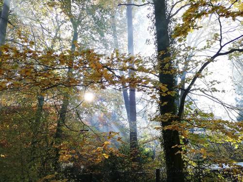 Licht, das sich an den Bäumen im Wald bricht. 