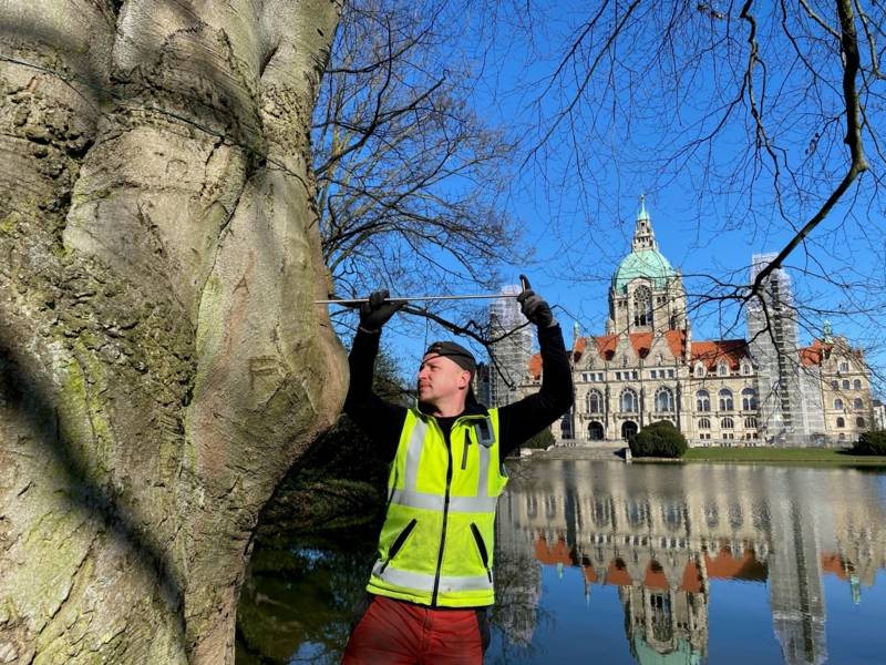 Städtischer Mitarbeiter, der einen Stab in einen Baum führt.