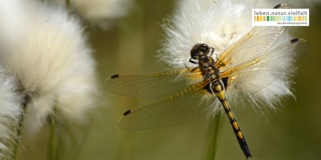 Libelle und Logo